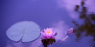 Jaka stawka za 1800 ZZS?