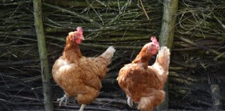 Jakie są typy sieci?