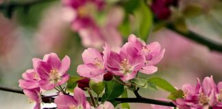 Jak działa uczciwy rozwiązujący?