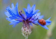 Ile trzeba mieć punktów z testu psychologicznego? Ile trzeba mieć punktów z testu psychologicznego?