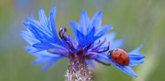 Ile punktów za test predyspozycji językowych?