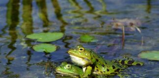Jak stworzyć własny test?