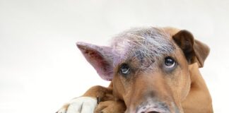 Jakie PKD na coaching?