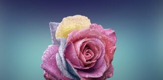 Czym się różni błąd od defektu?