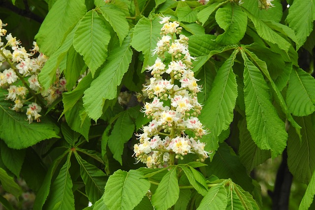 Czy matura dwujęzyczna jest obowiązkowa? Czy matura dwujęzyczna jest obowiązkowa?