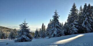 Kiedy jest dzień kas?