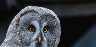 Czy darowizna anuluje testament?