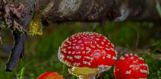 Po czym poznać toksyczną rodziną?