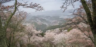 Czy czereśnia musi mieć zapylacz?