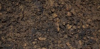 Jak zrobić zalewę octową do pikli?