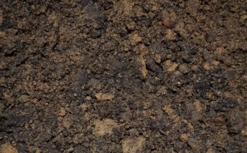 Jak zrobić zalewę octową do pikli?