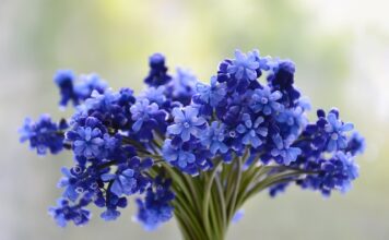 Kto nie może jeść winogron?