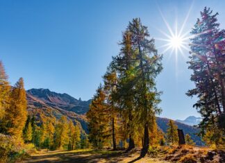 Jak się robi masę do wafli?