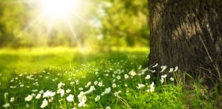 Czy można podawać królikom trawę?