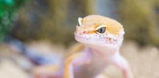 Jak długo moczyć czereśnie żeby wyszły robaki?