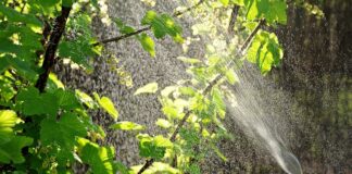 Kiedy zrobić oprysk na czereśnie?