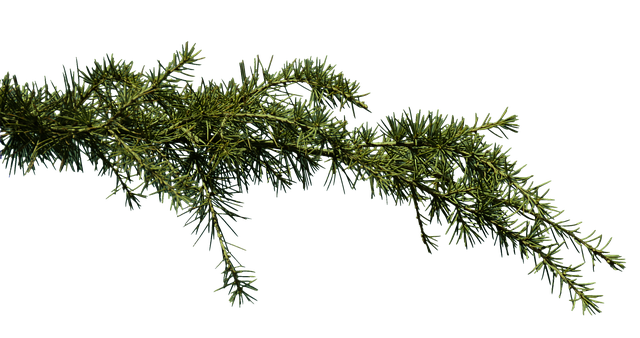 Jak rozpoznać zatkanie u królika? Jak rozpoznać zatkanie u królika?