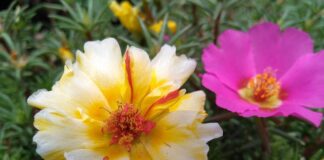 Jakie przyprawy pasują do kalafiora?