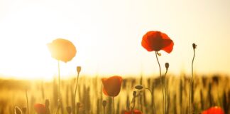 Co daje mąka ziemniaczana w Gofrach?