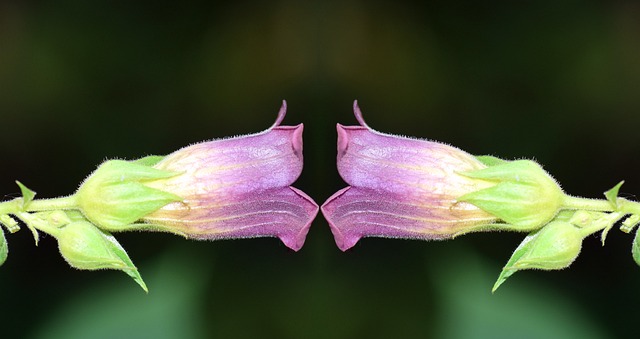 Ile czereśni można zjeść na dzień? Ile czereśni można zjeść na dzień?