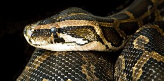 Jak dusić polędwiczki?