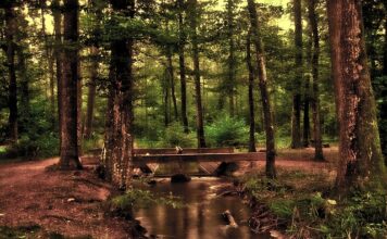 Jaki wkład biologiczny?