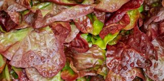 Jak się robi sałatkę warzywną na zimę?