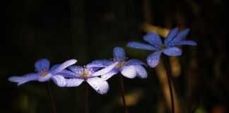 Czy można pić piwo bezalkoholowe na chorą wątrobę?