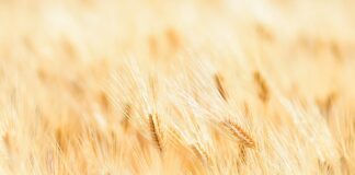 Czy w piwie bezalkoholowym jest chmiel?