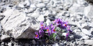 Co zrobić żeby nie śmierdziało kotem?