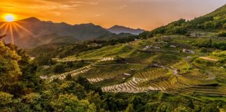 Ile wafli ryżowych dziennie?