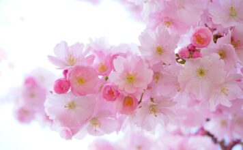 Ile wiśni dziennie?