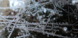 Czy można mrozić czereśnie?