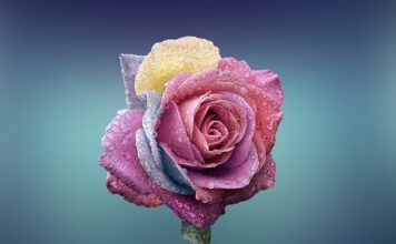 Czym się różni woda kokosowa od mleka kokosowego?