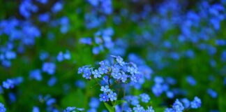 Jak zrobić mesz dla papug?