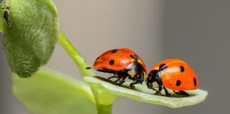 Czy w Biedronce jest wino bezalkoholowe?