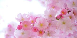 Ile wiśni można zjeść?