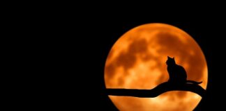 Co robi kot przed śmiercią?