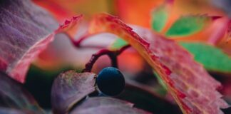 Czy winogrono można jeść z pestkami?