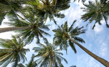 Czy woda kokosowa z Biedronki jest zdrowa?