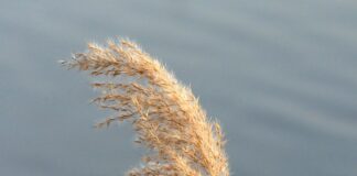 Czym się różnią Jarzyny od jeżyn?