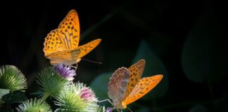 Jak zrobić masę budyniową do wafli?