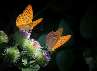 Jak zrobić masę budyniową do wafli? Jak zrobić masę budyniową do wafli?