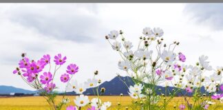 Czy bób jest owocem?