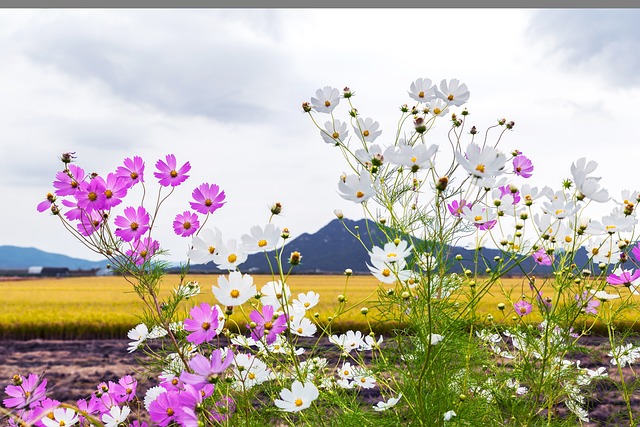 Czy bób jest owocem? Czy bób jest owocem?