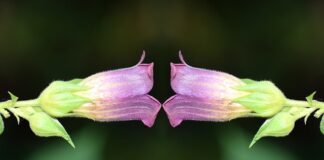 Ile ton z ha czereśni?