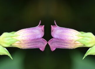 Ile ton z ha czereśni?