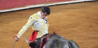 Po co tauryna dla kota?