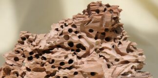 Jakie są pierwsze objawy marskości wątroby?