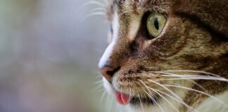 Czy można mieć kaca po piwie bezalkoholowym?